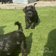 Miniature Schnauzer - Both