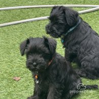 Miniature Schnauzer - Both