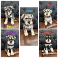 Miniature Schnauzer - Both