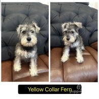 Miniature Schnauzer - Both