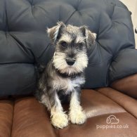 Miniature Schnauzer - Both