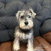 Miniature Schnauzer - Both