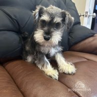 Miniature Schnauzer - Both