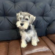 Miniature Schnauzer - Both