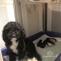 Cockapoo - Both