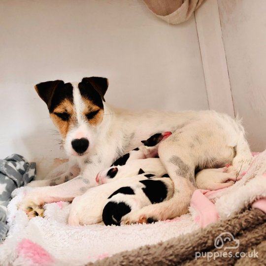 Parson Russell Terrier - Both