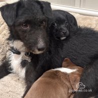 Patterdale Terrier - Both