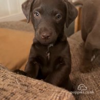 Patterdale Terrier - Both