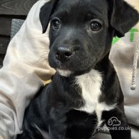 Patterdale Terrier - Both