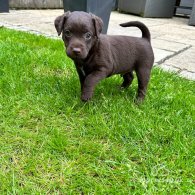 Patterdale Terrier - Both