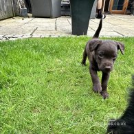 Patterdale Terrier - Both