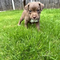 Patterdale Terrier - Both