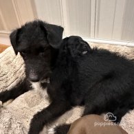 Patterdale Terrier - Both