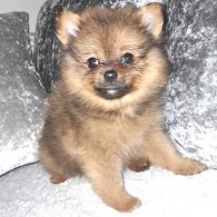 Pomeranian - Both