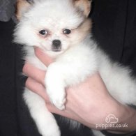 Pomeranian - Both