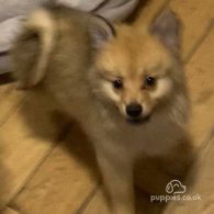 Pomeranian - Both