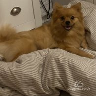 Pomeranian - Both