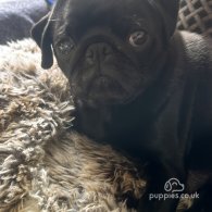 Pug - Both