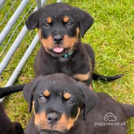 Rottweiler - Both