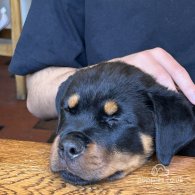 Rottweiler - Both