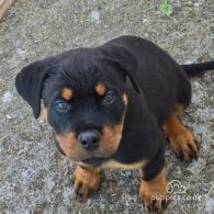 Rottweiler - Both