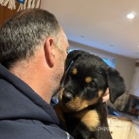 Rottweiler - Both