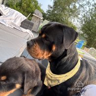 Rottweiler - Both