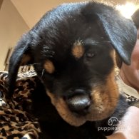 Rottweiler - Both