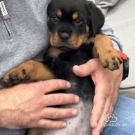 Rottweiler - Both