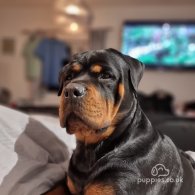 Rottweiler - Both