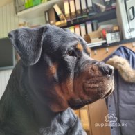 Rottweiler - Both