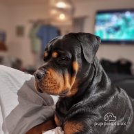 Rottweiler - Both