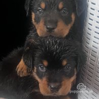 Rottweiler - Both