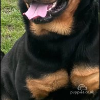 Rottweiler - Both