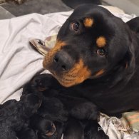 Rottweiler - Both