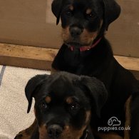 Rottweiler - Both