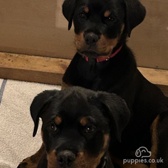 Rottweiler - Both