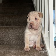 Shar Pei - Bitches