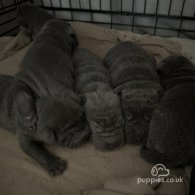 Shar Pei - Both