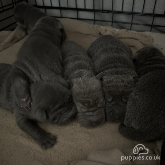 Shar Pei - Both