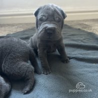 Shar Pei - Both