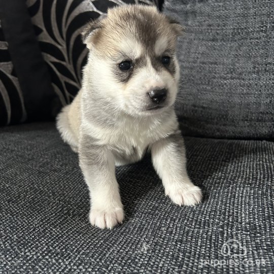 Siberian Husky - Both