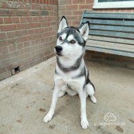 Siberian Husky - Both