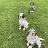 Sprocker Spaniel - Both