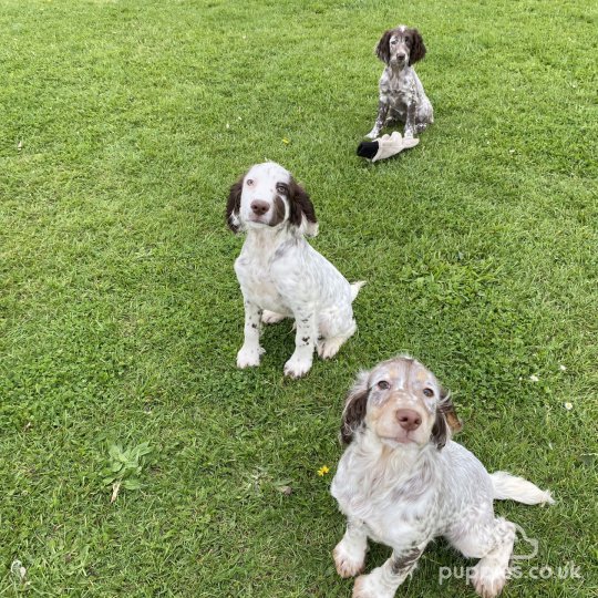 Sprocker Spaniel - Both