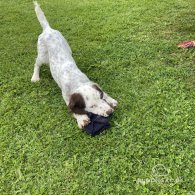 Sprocker Spaniel - Both