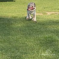 Sprocker Spaniel - Both