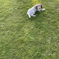 Sprocker Spaniel - Both