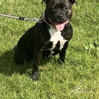 Staffordshire Bull Terrier - Both