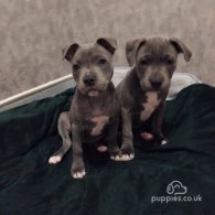 Staffordshire Bull Terrier - Both